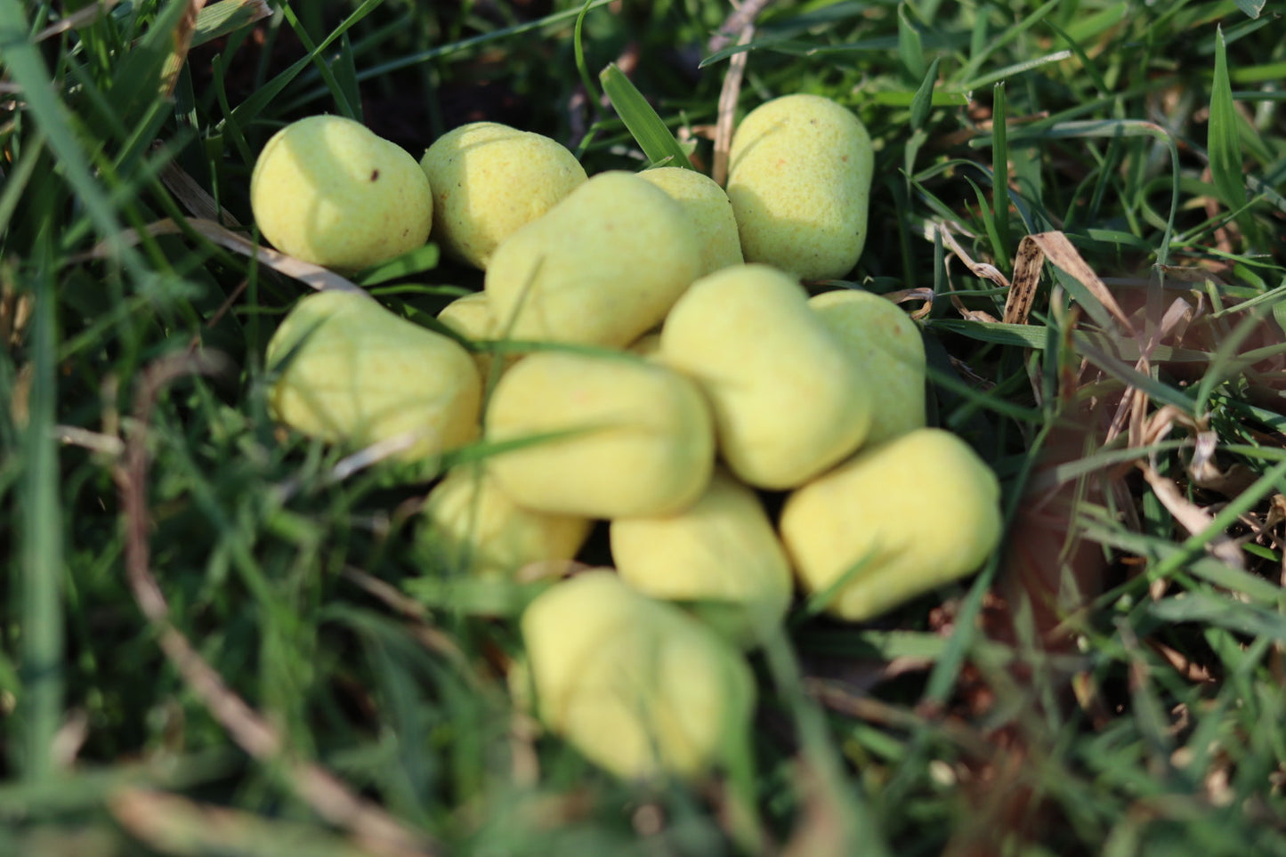 Fish with Joff & Kyle Wafters